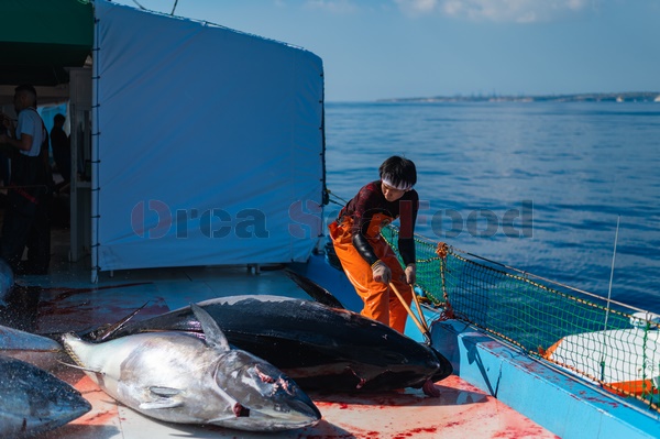 Japonès matando atún rojo en barco