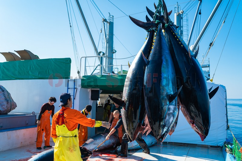 Trabajadores cargando atún rojo en el barco
